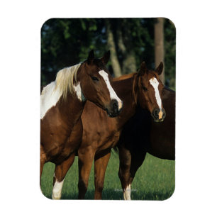 Group of Paint Horses Standing Magnet