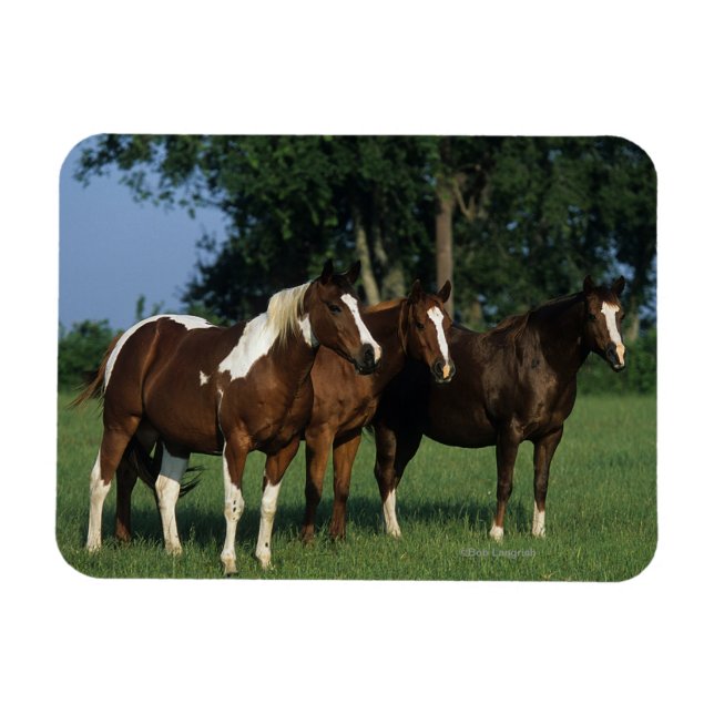 Group of Paint Horses Standing Magnet (Horizontal)