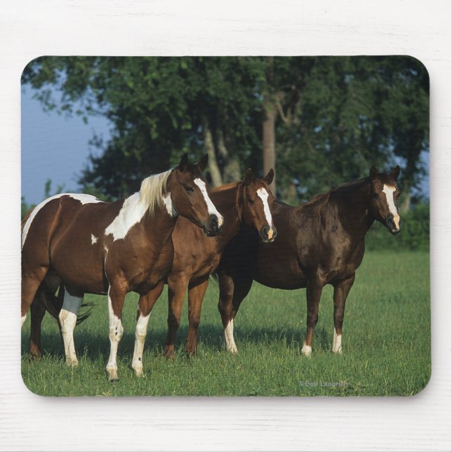 Group of Paint Horses Standing Mouse Mat (Front)