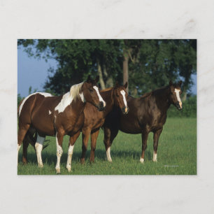 Group of Paint Horses Standing Postcard