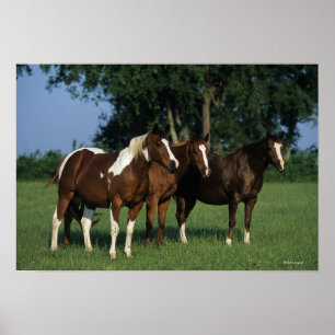 Group of Paint Horses Standing Poster