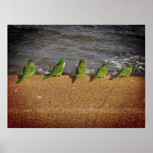 Group of parrots watching the sea poster