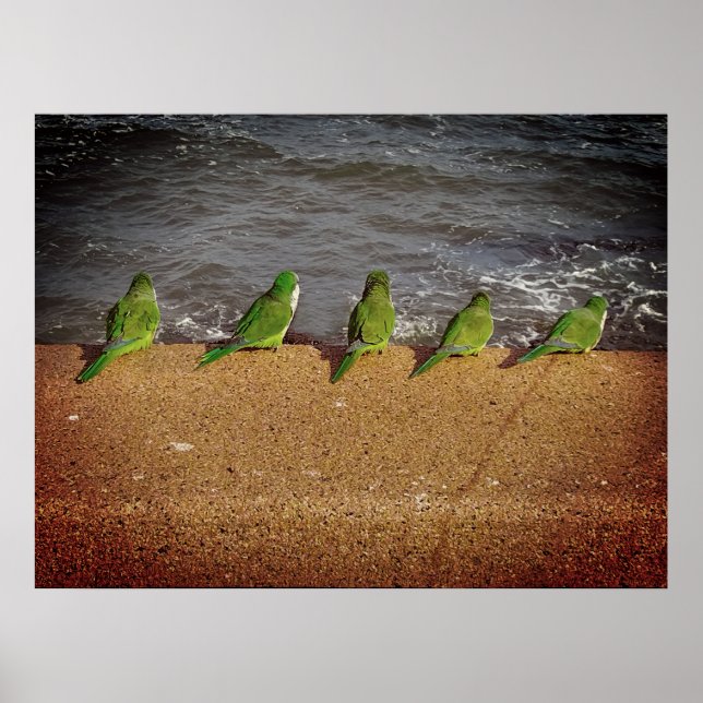 Group of parrots watching the sea poster (Front)