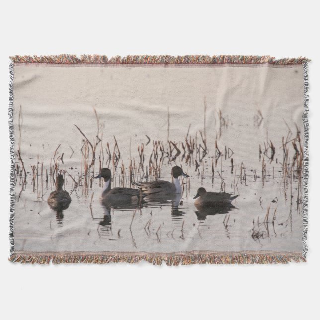 Group of Pintail Ducks Gather and Swims in a lake Throw Blanket (Front)