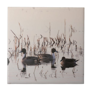 Group of Pintail Ducks Gather and Swims in a lake Tile
