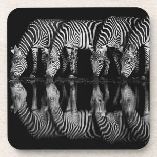 Group of Plains Zebra Drink Together at Night Coaster