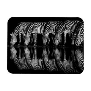 Group of Plains Zebra Drink Together at Night Magnet
