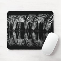 Group of Plains Zebra Drink Together at Night
