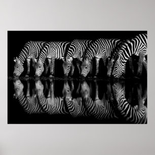 Group of Plains Zebra Drink Together at Night Poster