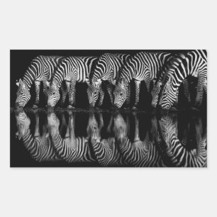 Group of Plains Zebra Drink Together at Night Rectangular Sticker