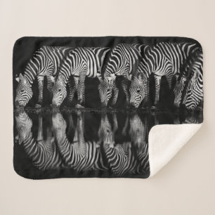 Group of Plains Zebra Drink Together at Night Sherpa Blanket