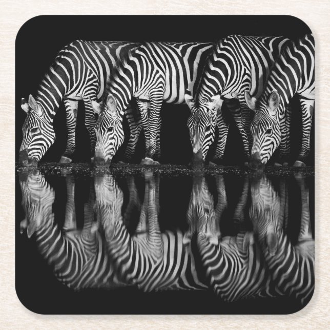 Group of Plains Zebra Drink Together at Night Square Paper Coaster (Front)