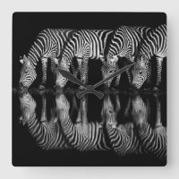 Group of Plains Zebra Drink Together at Night