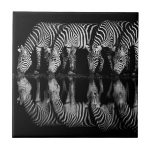 Group of Plains Zebra Drink Together at Night Tile