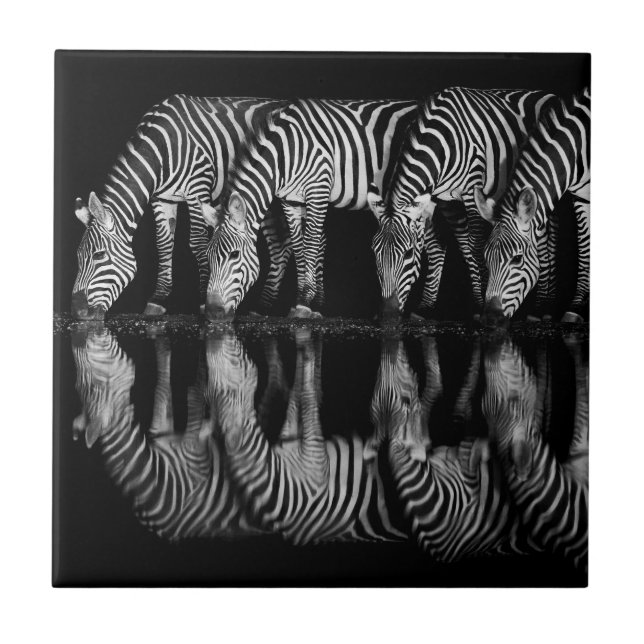 Group of Plains Zebra Drink Together at Night Tile (Front)
