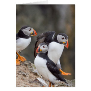 Group of Puffins