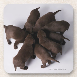 Group of puppies with heads together coaster