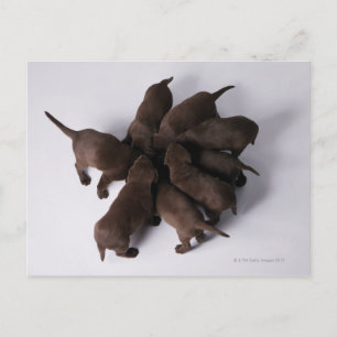 Group of puppies with heads together postcard
