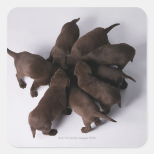 Group of puppies with heads together square sticker