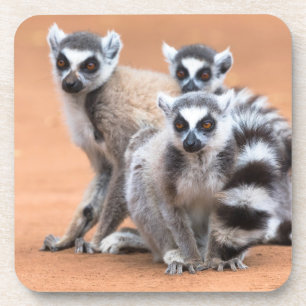Group of Ring-Tailed Lemurs Coaster