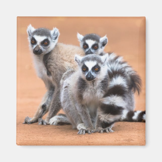 Group of Ring-Tailed Lemurs Magnet (Front)