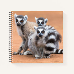 Group of Ring-Tailed Lemurs Notebook