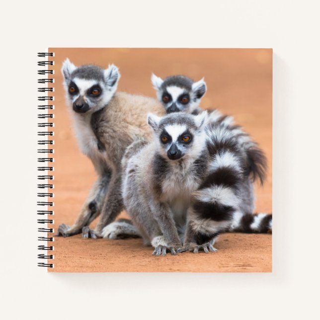 Group of Ring-Tailed Lemurs Notebook (Front)