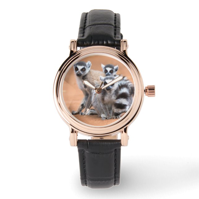 Group of Ring-Tailed Lemurs Watch (Front)