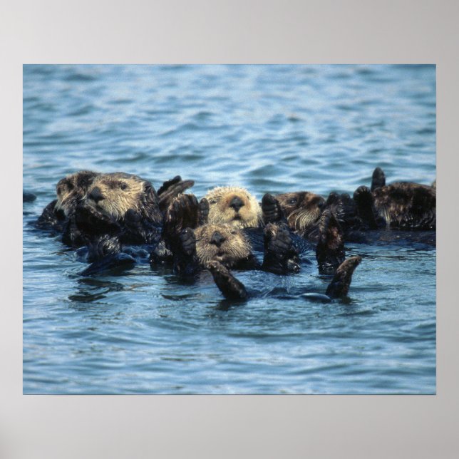 Group of Sea Otters Poster (Front)