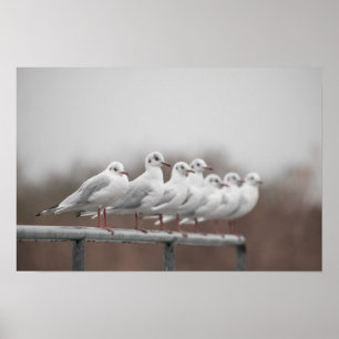 Group of seagulls poster