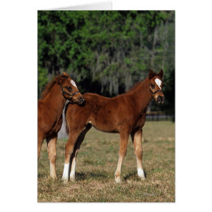 Group of Thoroughbred Foals