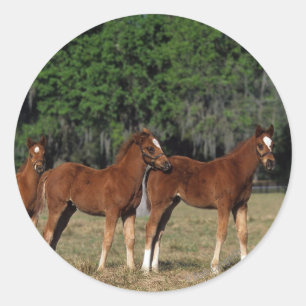 Group of Thoroughbred Foals Classic Round Sticker