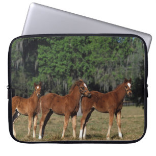 Group of Thoroughbred Foals Laptop Sleeve