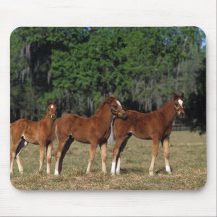 Group of Thoroughbred Foals Mouse Mat