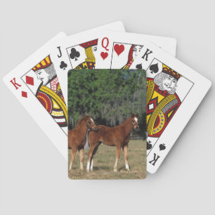 Group of Thoroughbred Foals Playing Cards