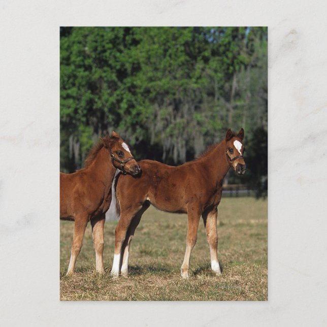 Group of Thoroughbred Foals Postcard (Front)