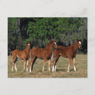 Group of Thoroughbred Foals Postcard