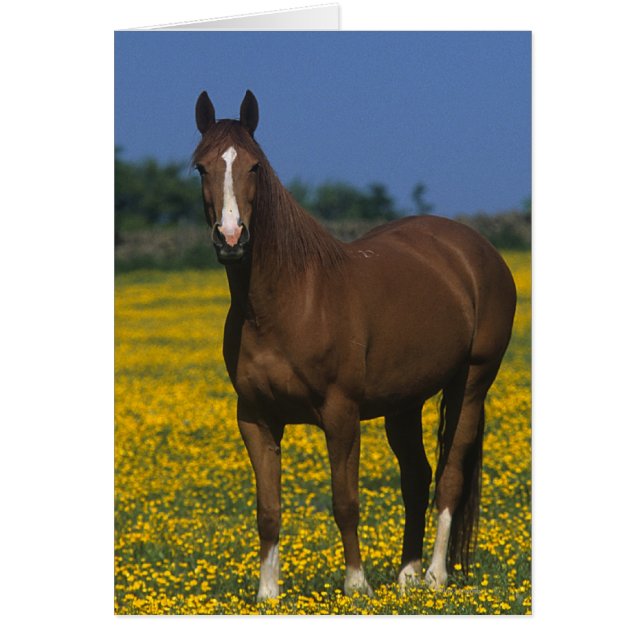 Group of Thoroughbred Horses (Front)