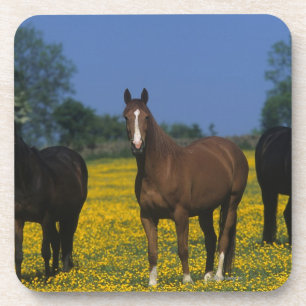 Group of Thoroughbred Horses Coaster