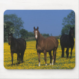 Group of Thoroughbred Horses Mouse Mat