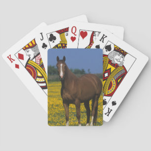 Group of Thoroughbred Horses Playing Cards