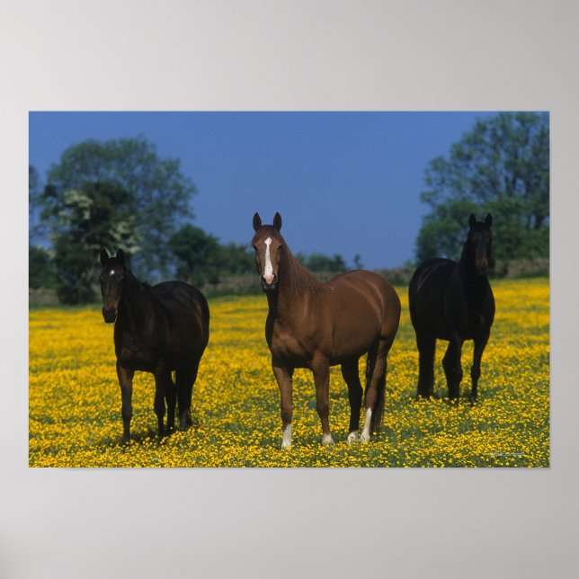 Group of Thoroughbred Horses Poster (Front)