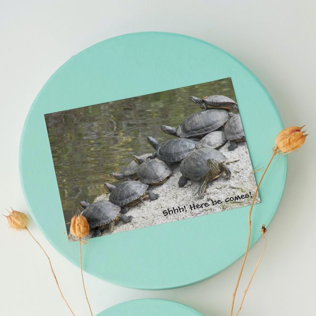 Group of Turtles on Rock Funny Nature Birthday Card (In Situ)