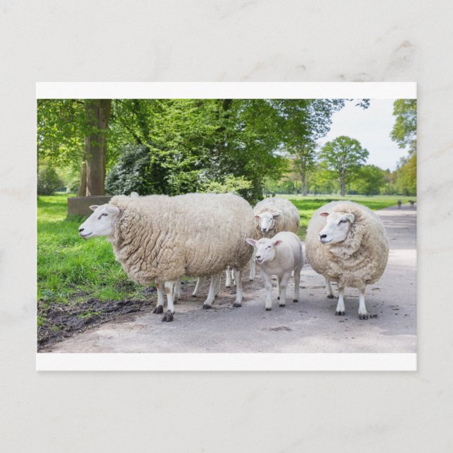 Group of white sheep and lamb on road in nature postcard (Front)