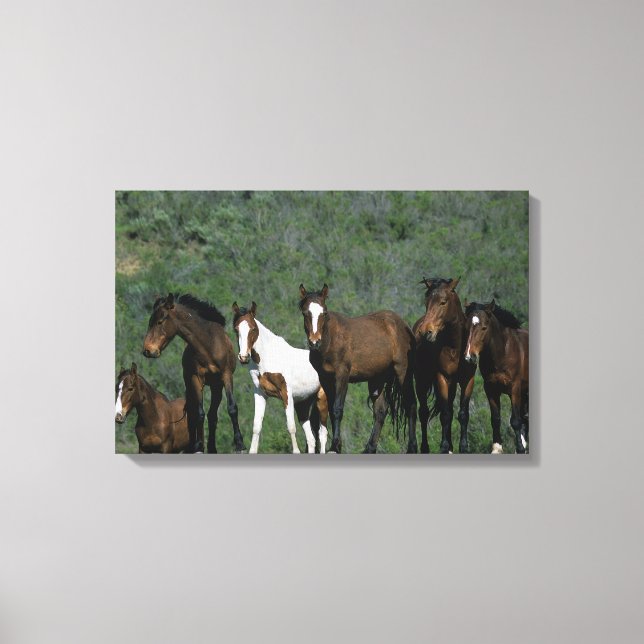 Group of Wild Mustang Horses Canvas Print (Front)