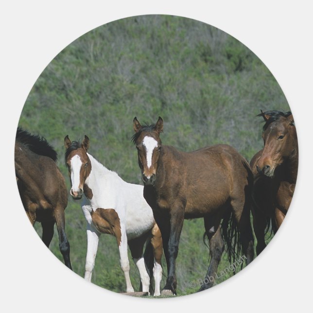 Group of Wild Mustang Horses Classic Round Sticker (Front)