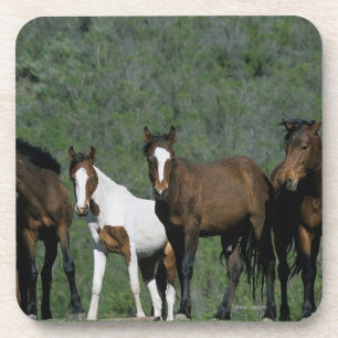 Group of Wild Mustang Horses Coaster