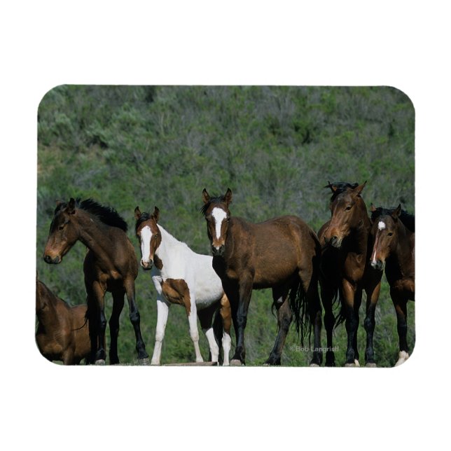 Group of Wild Mustang Horses Magnet (Horizontal)