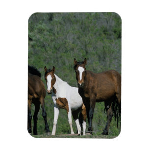 Group of Wild Mustang Horses Magnet