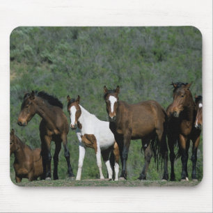 Group of Wild Mustang Horses Mouse Mat